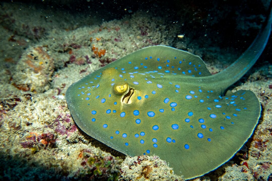 Kangaroo Divers-马林地必去景点