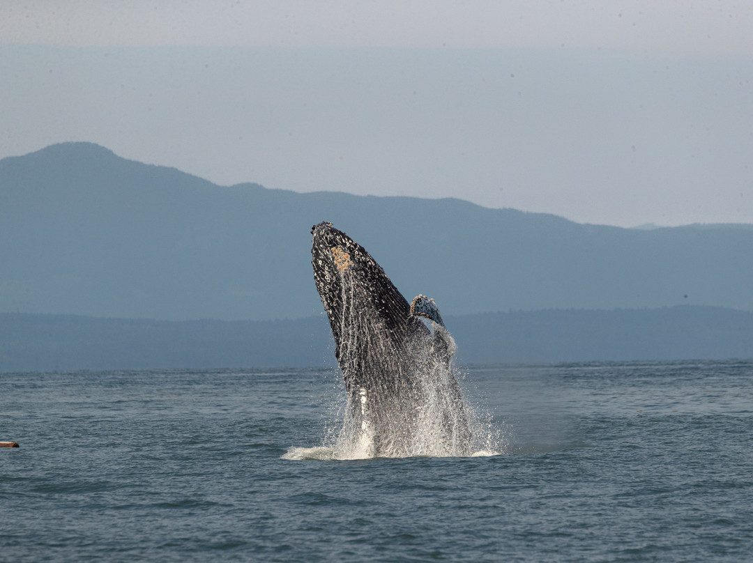 Prince Of Whales Whale Watching-Telegraph Cove必去景点