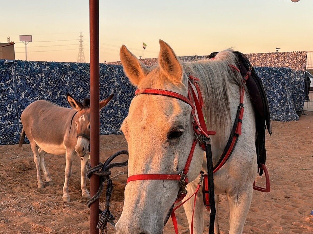 Liwa Beach-哈伊马角必去景点
