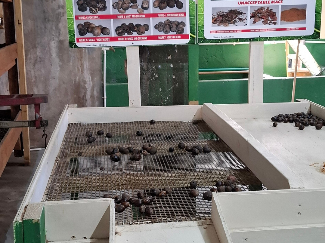 Grenada Co-Operative Nutmeg Association-格林纳达必去景点