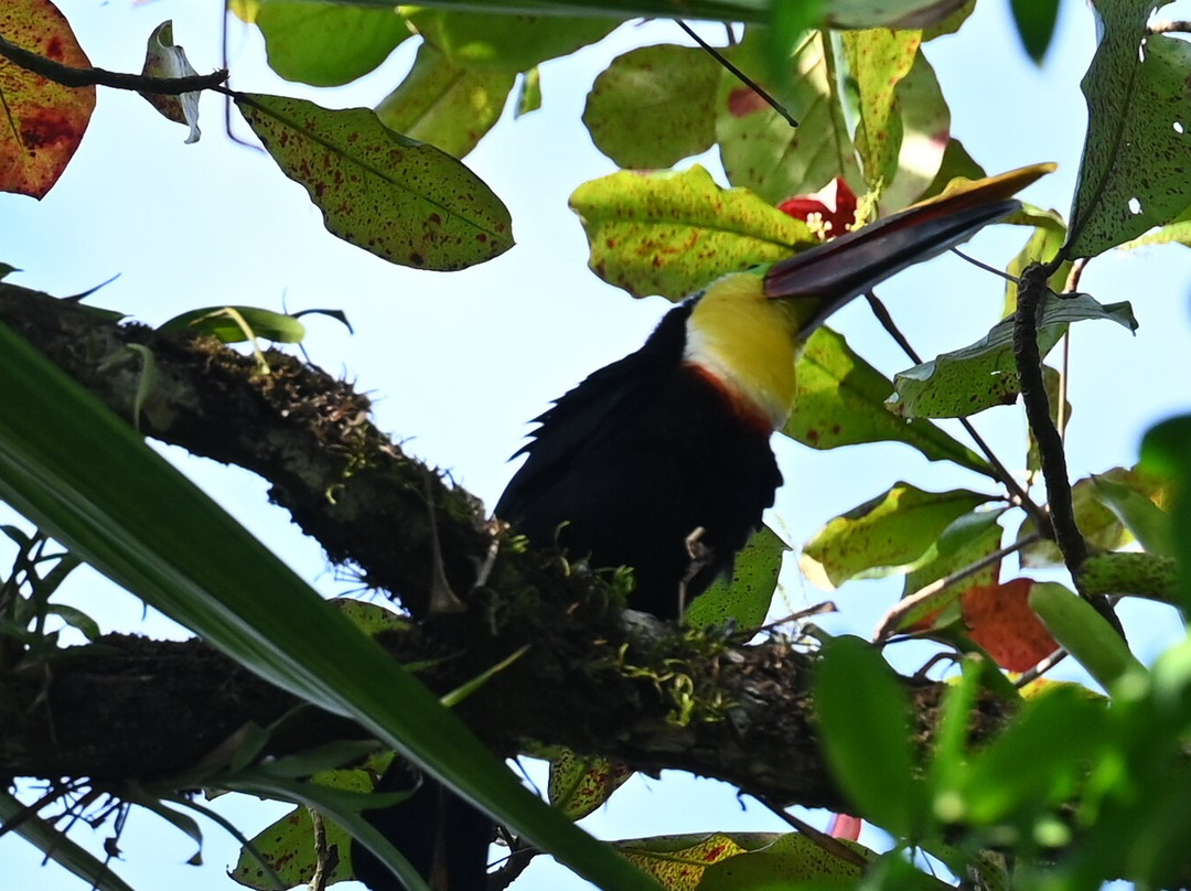 Cabinas Tropicales主图