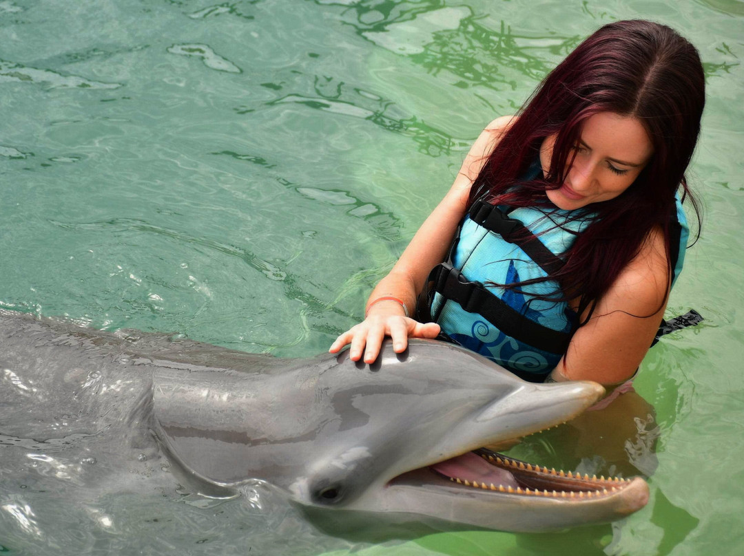 Dolphin Discovery Costa Maya景点图片