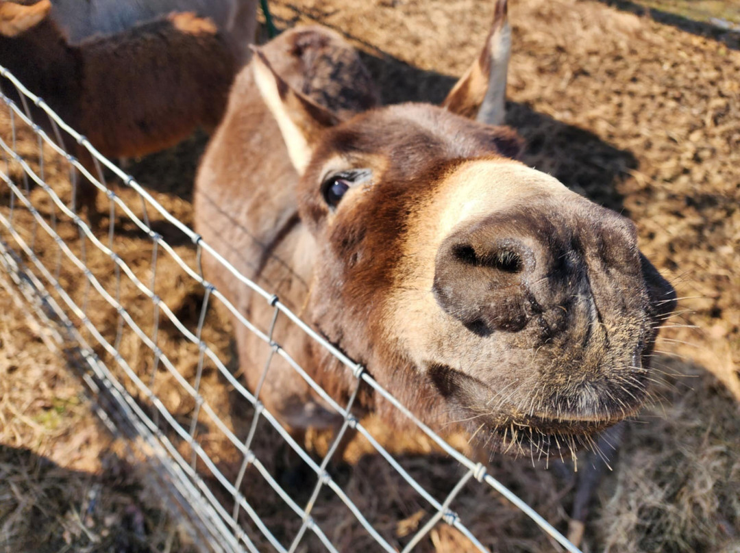 Giraffe Inn And Safari-New Boston必去景点