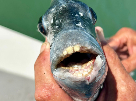 Fishing Solves Everything-那不勒斯必去景点