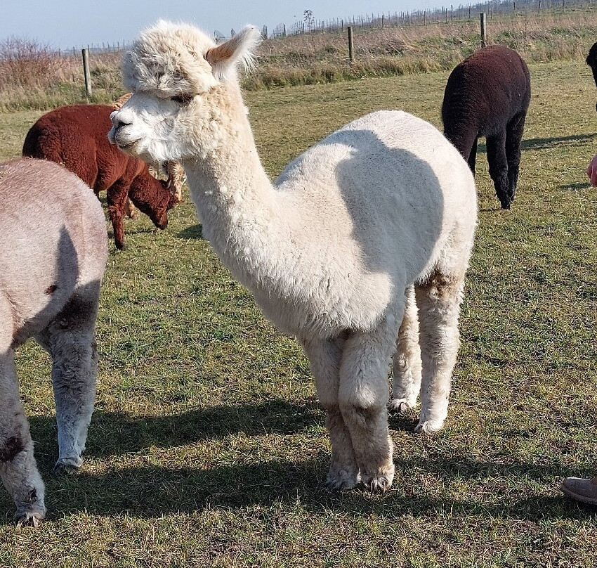 Lower Bush Alpacas景点图片