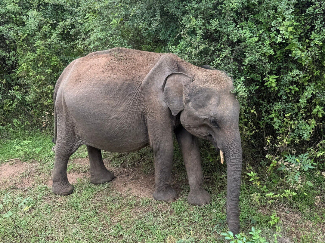 Subara Travels Sri Lanka景点图片