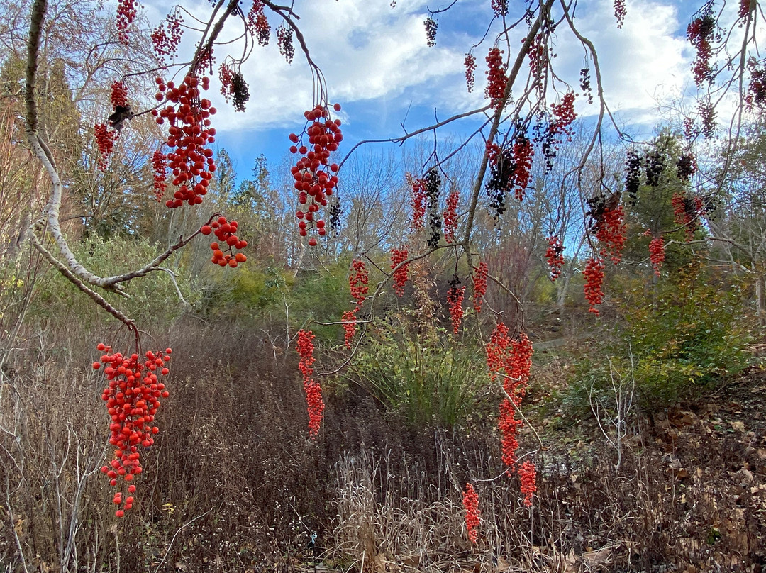 Sonoma Botanical Garden景点图片