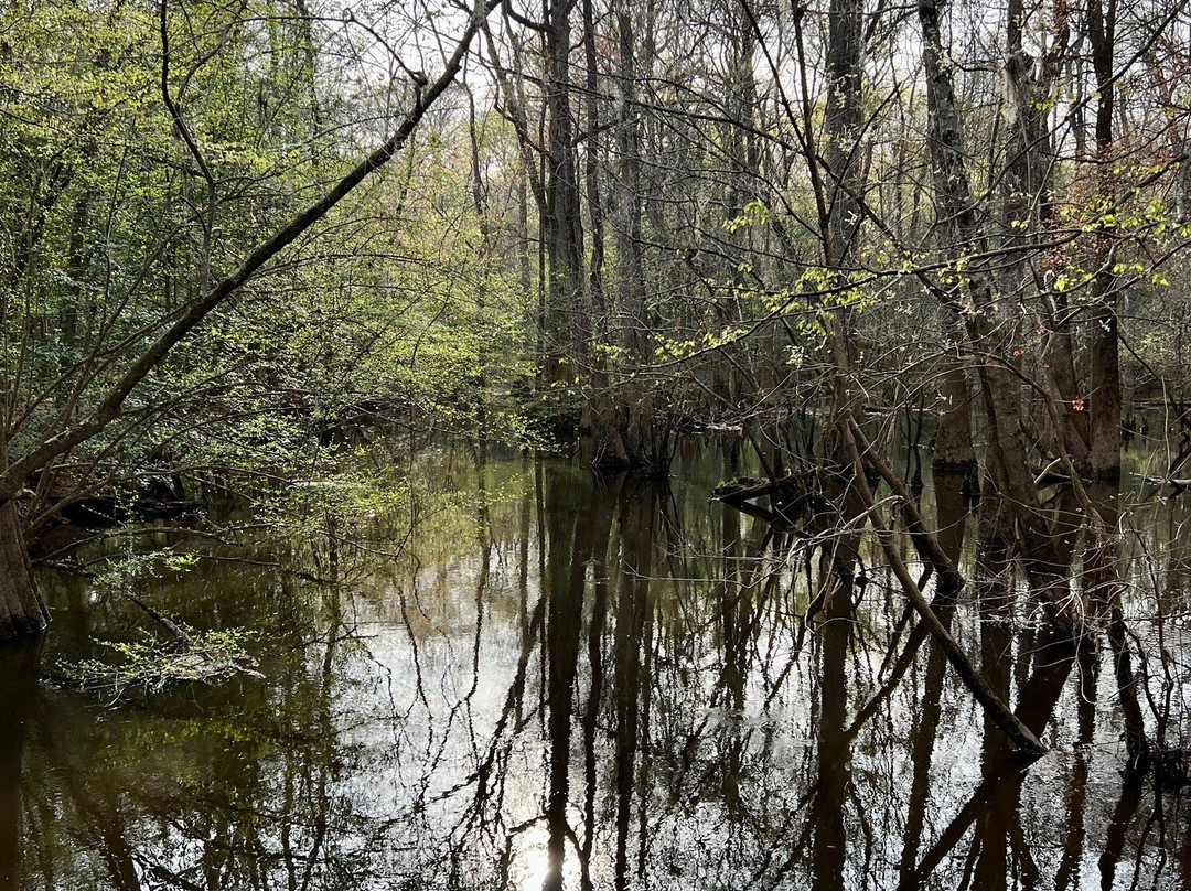 Congaree National Park景点图片
