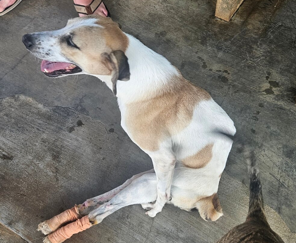 Happy Tails Dog Sanctuary-Baie du Cap必去景点