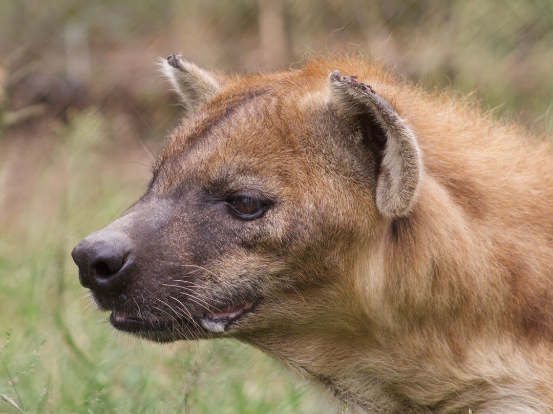 Bushbaby Adventures-伐拉博瓦必去景点