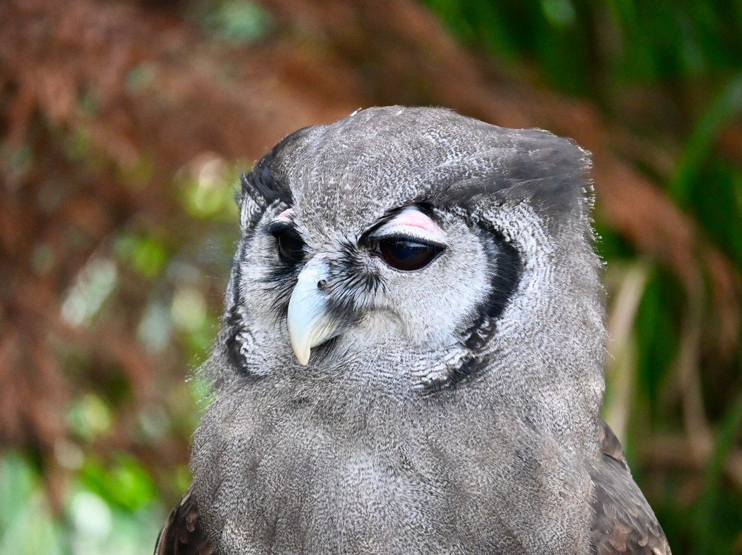 Baytree Owl and Raptor Centre-Spalding必去景点