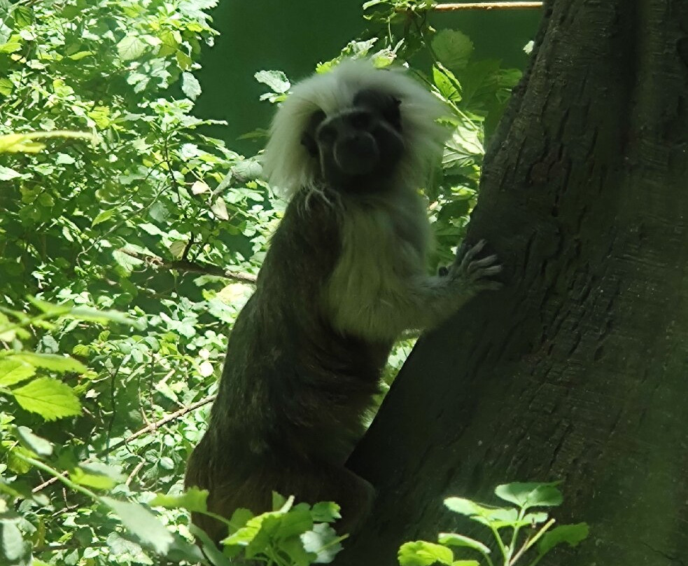 Zoológico de Chapultepec-墨西哥城必去景点
