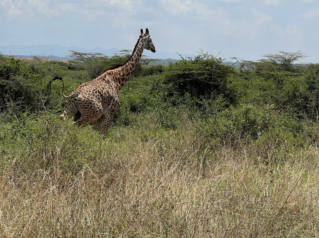 Triptick Travels-内罗毕必去景点