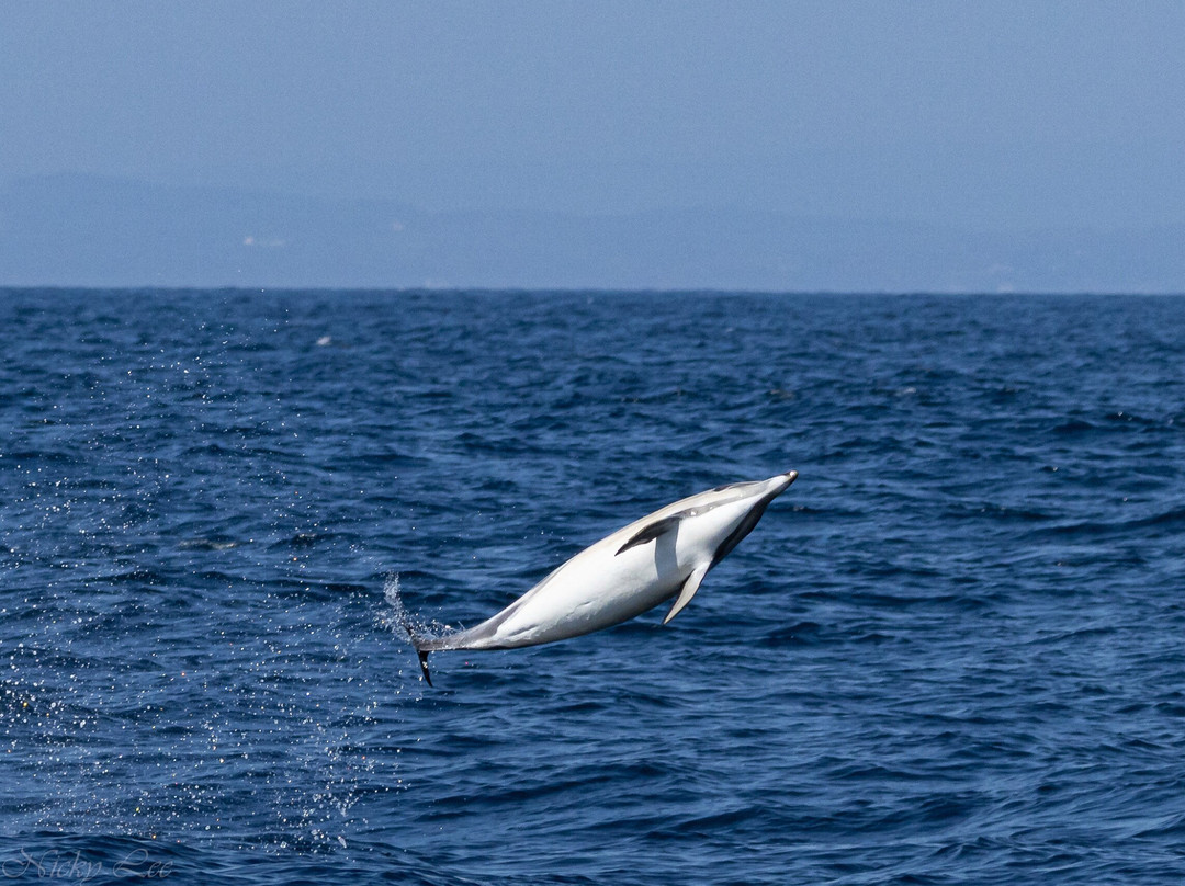 West Cork Ocean Tours-Union Hall必去景点