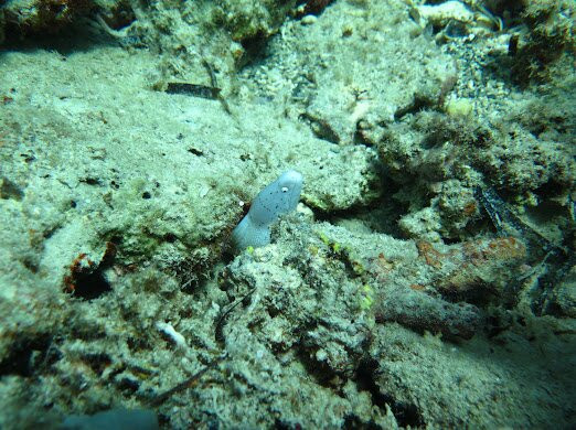 Emperor Divers-马萨阿拉姆必去景点