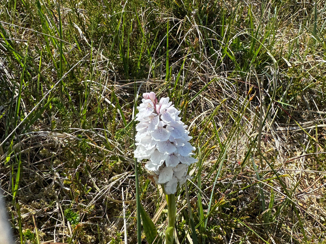 Céide Fields-County Mayo必去景点