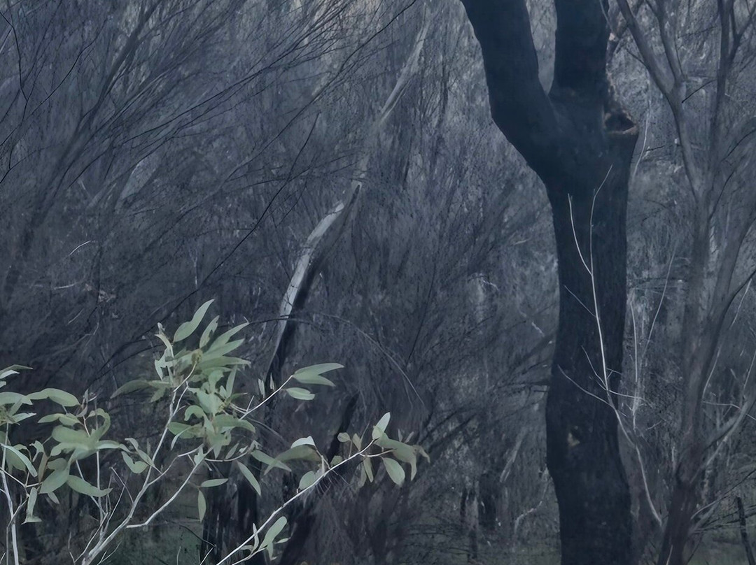 Larapinta Trail Trek Support-爱丽斯泉必去景点