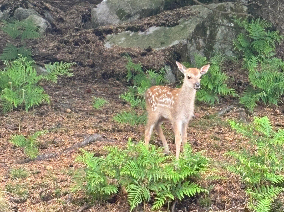 Bainloch Deer Park景点图片