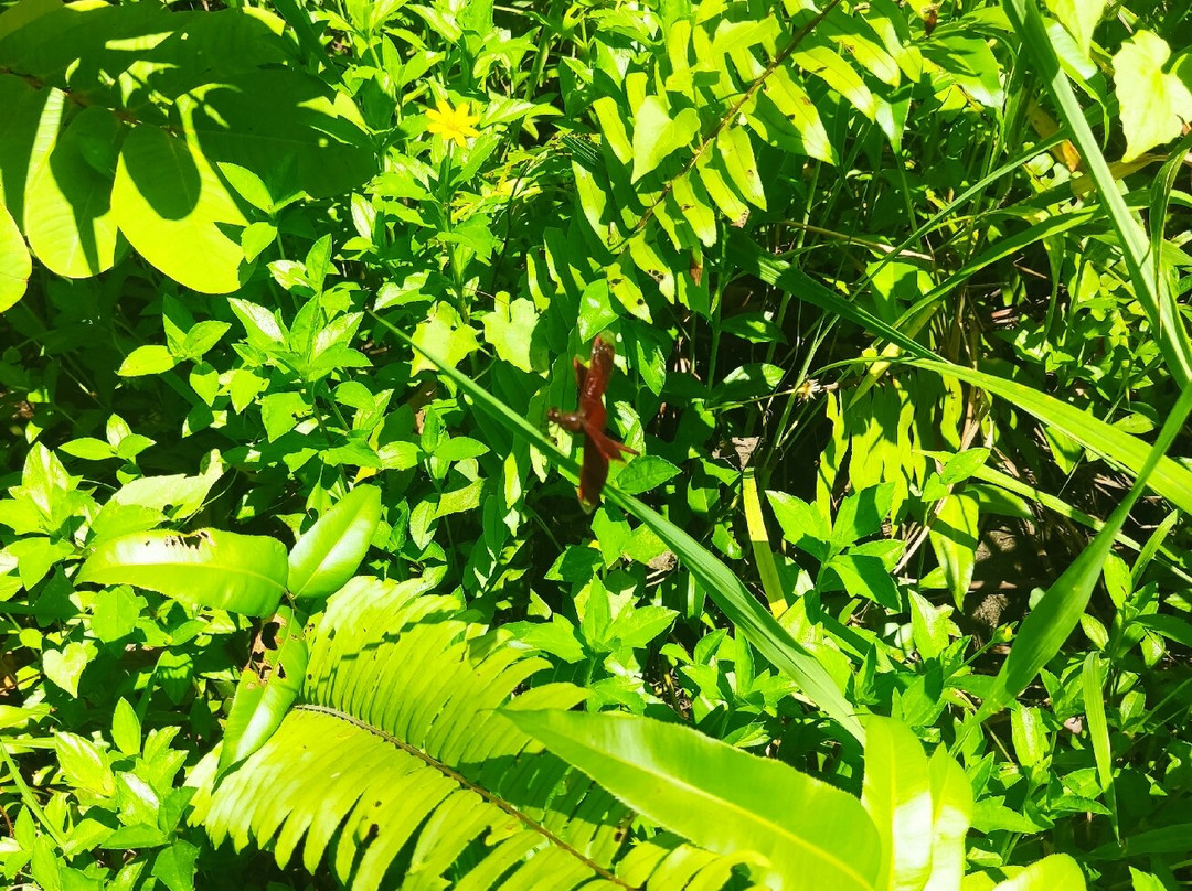Piasau Nature Reserve-美里必去景点