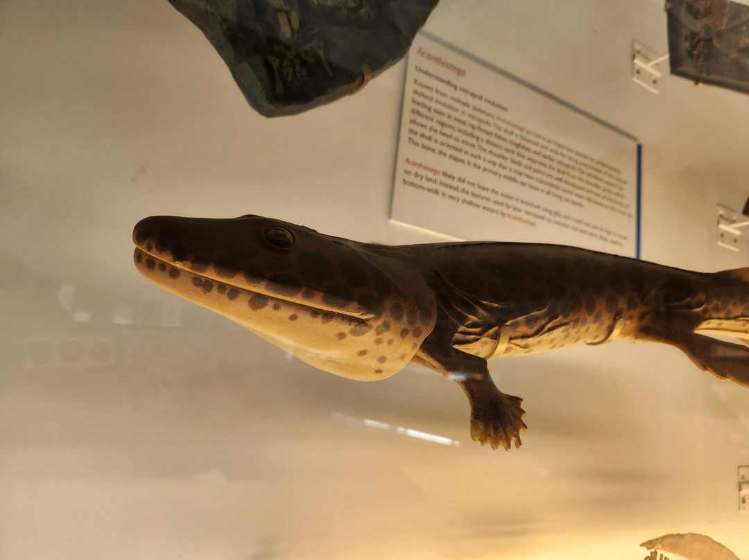 University Museum of Zoology-剑桥必去景点