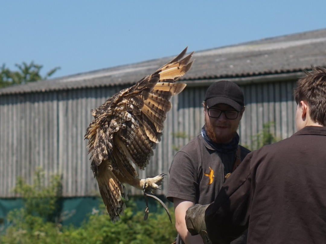 The Bird Of Prey Project-巴斯必去景点