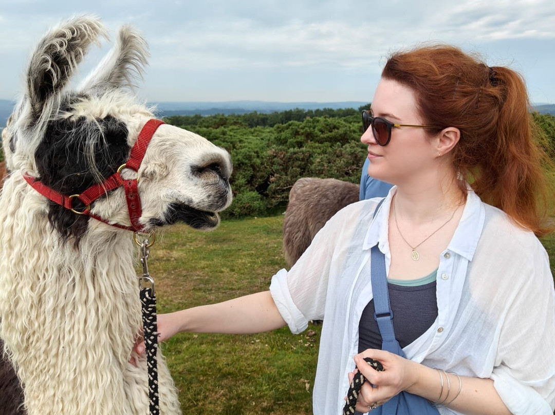 Dartmoor Llama Walks-达特穆尔国家公园必去景点