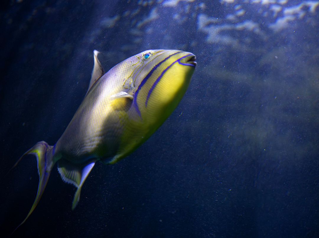 Virginia Living Museum-纽波特纽斯必去景点