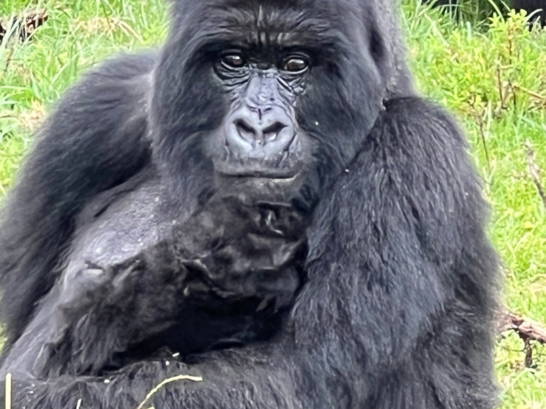 Sambora Kinigi主图