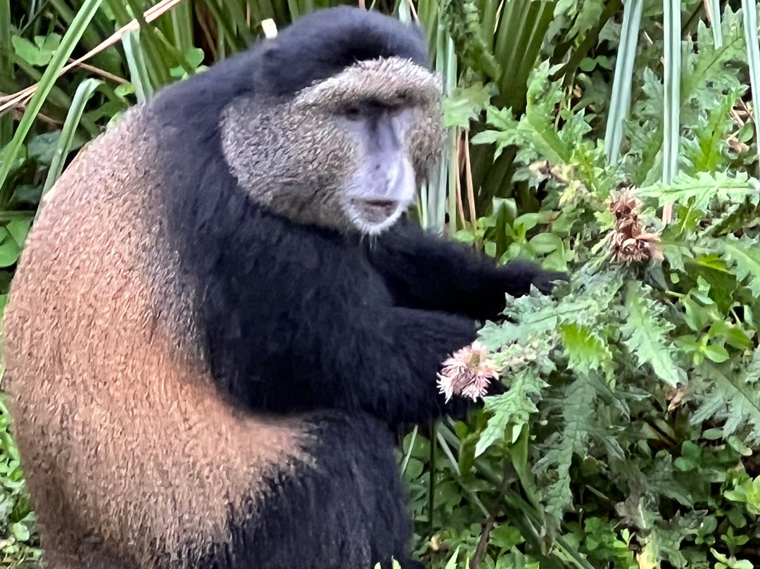 Sambora Kinigi主图