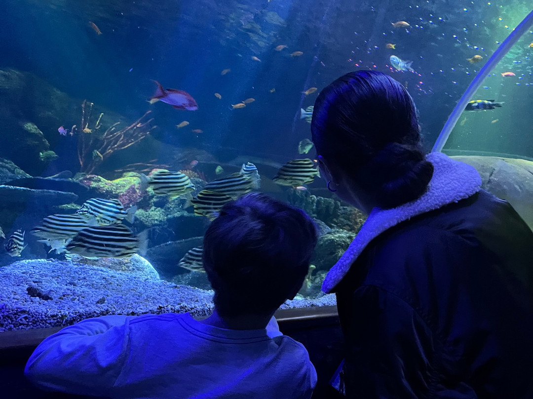 SEA LIFE Helsinki-赫尔辛基必去景点