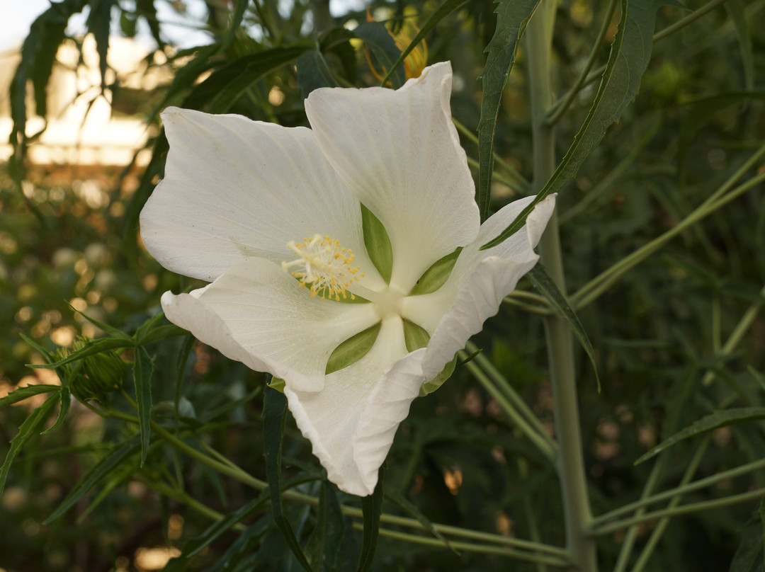 Mississippi Museum of Art-杰克逊必去景点