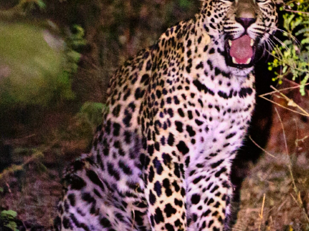 Jawai Leopard Safaris-Jawai Bandh必去景点