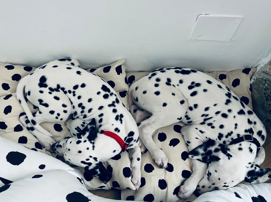 Home Of The Dalmatian Dog