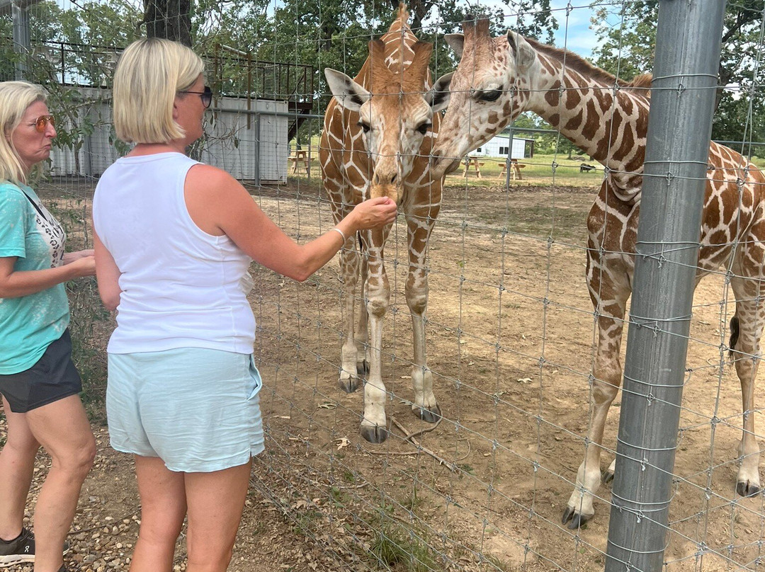 Giraffe Inn And Safari-New Boston必去景点