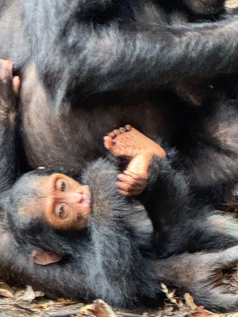 格雷斯托克马哈勒露营帐篷-官方