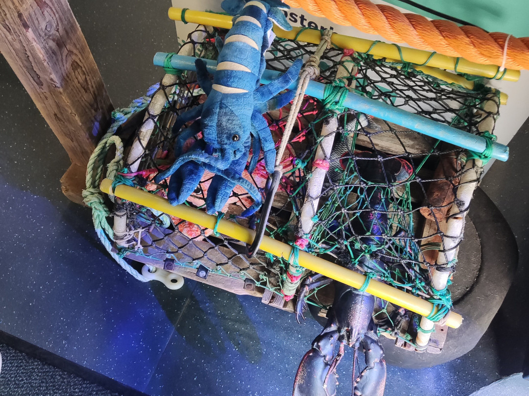 Marine Discovery Centre & Whitby Lobster Hatchery-惠特比必去景点