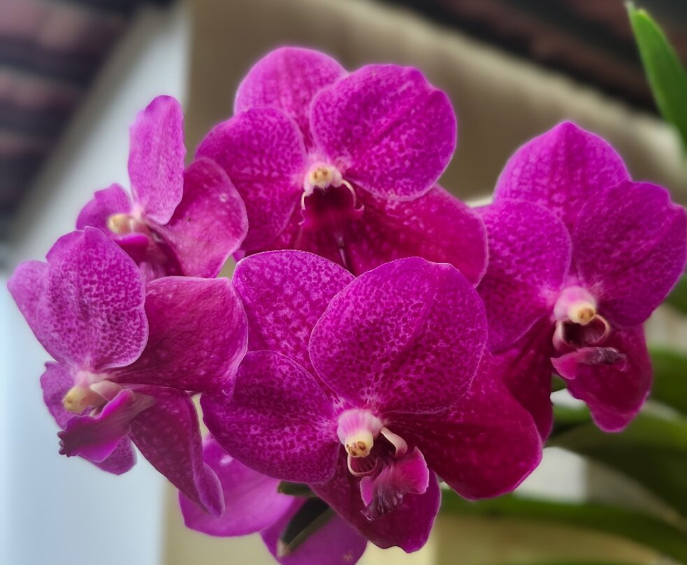 Botanical Orchid Garden-La Garita必去景点