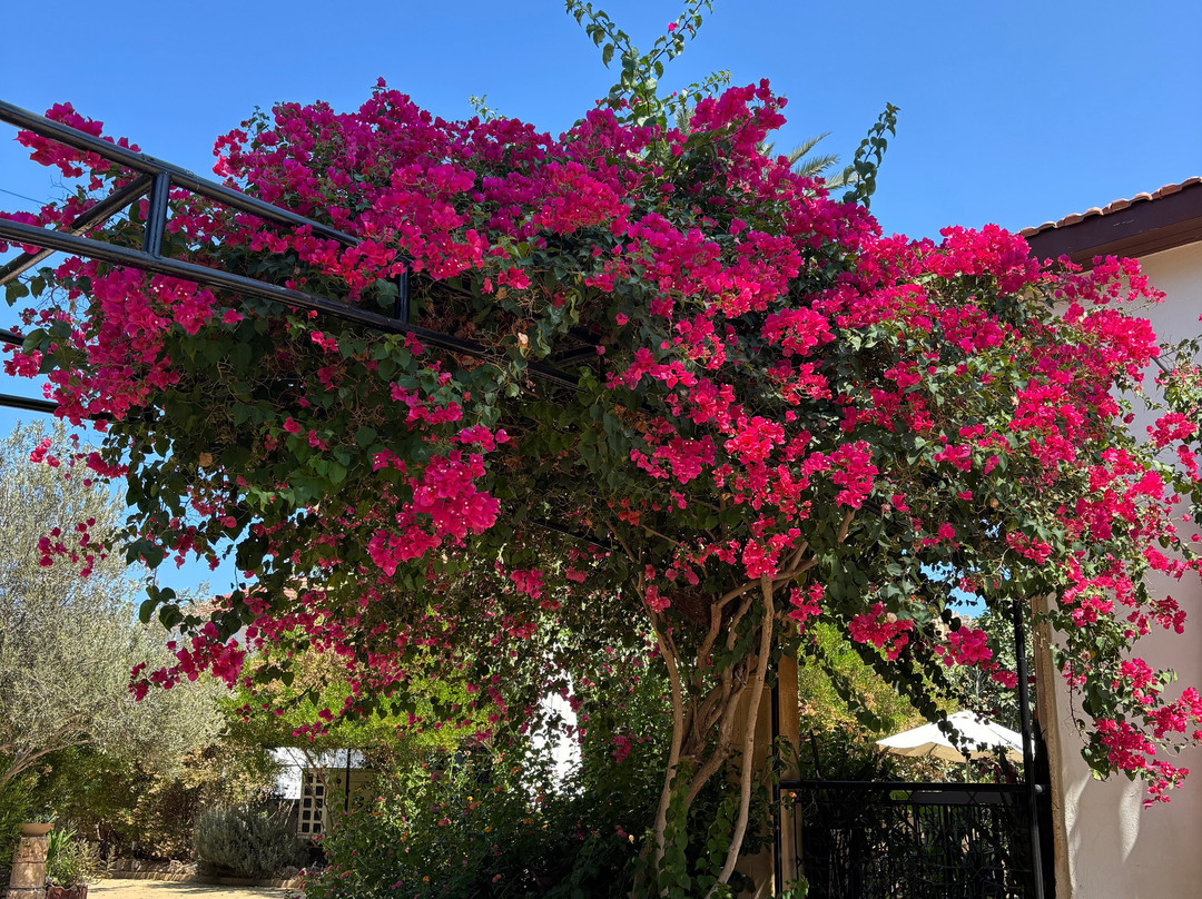 Golden Palms Guest House & Cafe主图