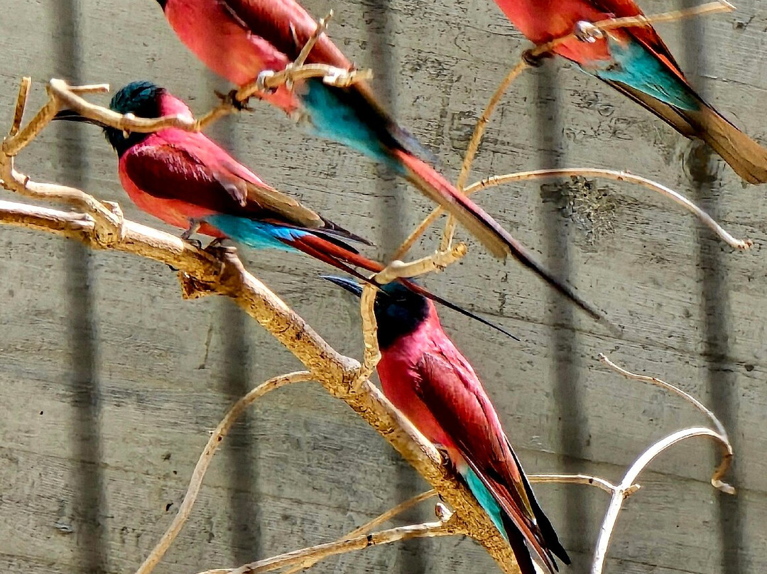 Zoo Basel-巴塞尔必去景点