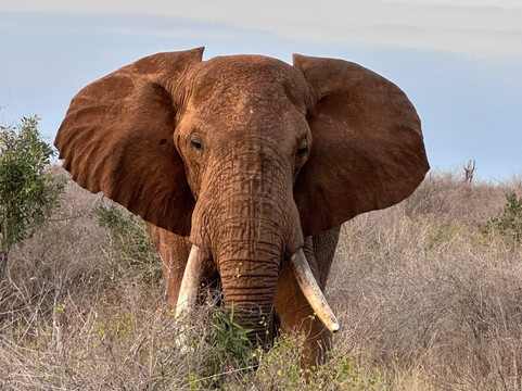 Callimero Safari-马林地必去景点