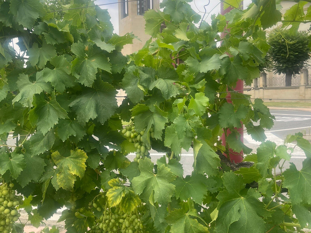 Bodegas Muga-哈罗必去景点