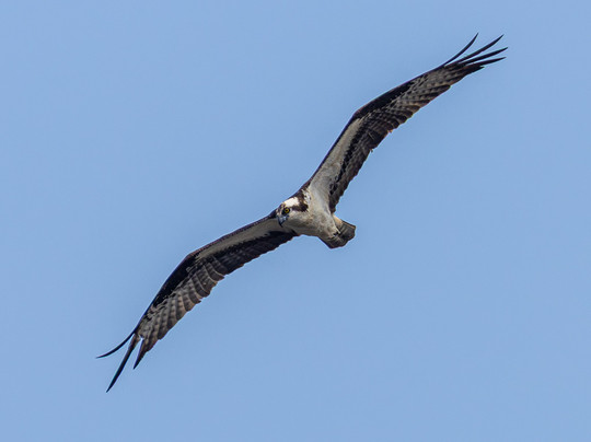 Dells Kayak and Canoe Rentals-威斯康星峡谷必去景点