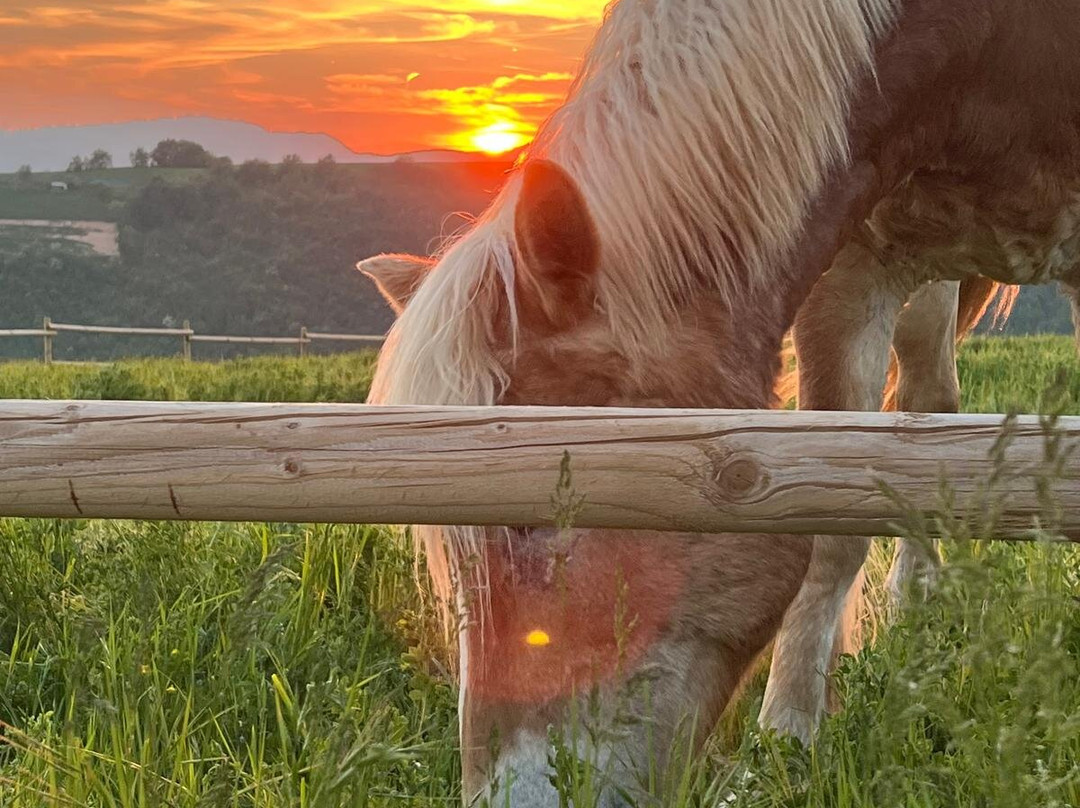 La Collina dei Ciliegi-Grezzana必去景点