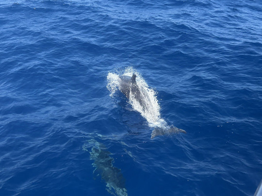 Holls Boat Charter-卡拉多尔必去景点