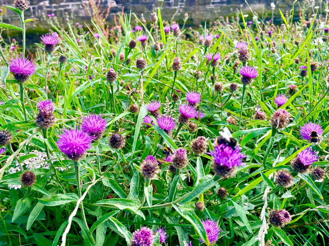 Arbroath Harbour-Arbroath必去景点