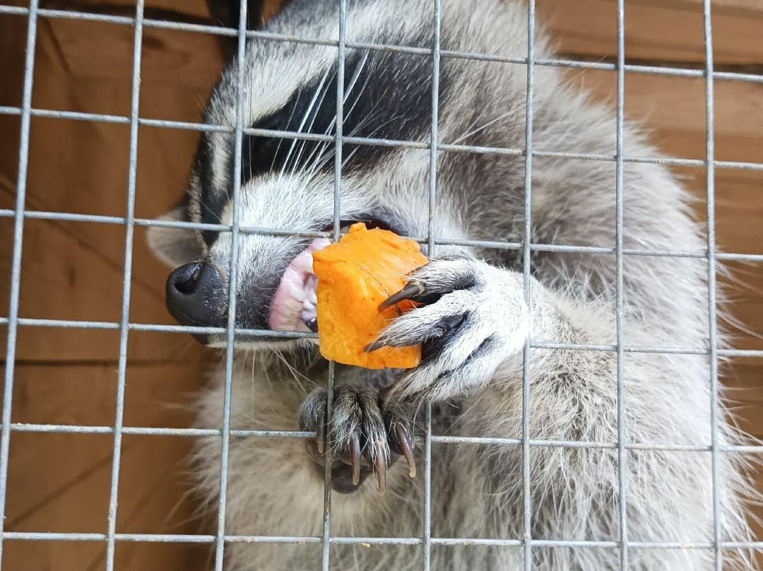 Eco park Zalesye-彼得罗扎沃茨克必去景点