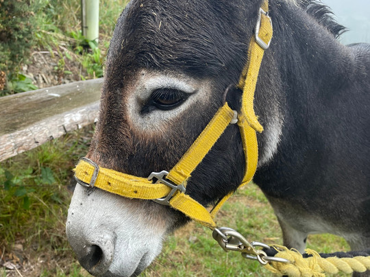 Moel Famau Donkeys-Llanferres必去景点