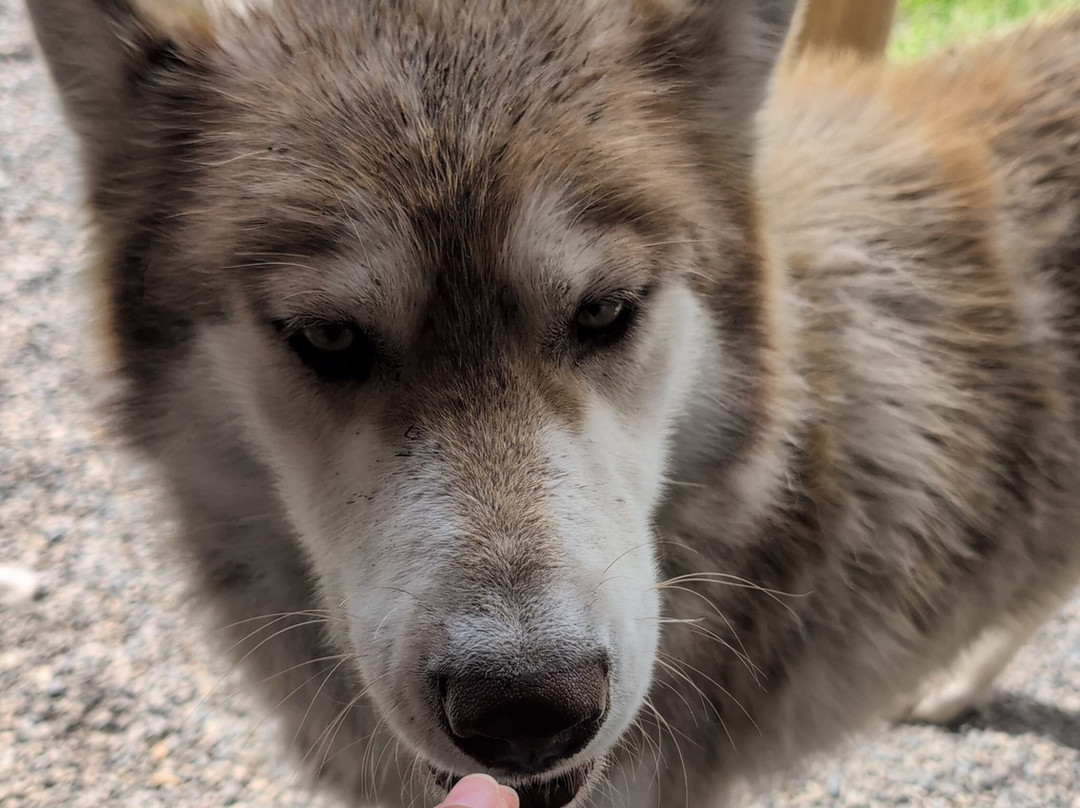 Yamnuska Wolfdog Sanctuary-科克伦必去景点