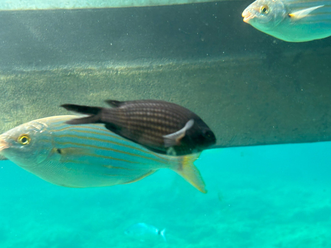 AQUAVISION-Six-Fours-les-Plages必去景点