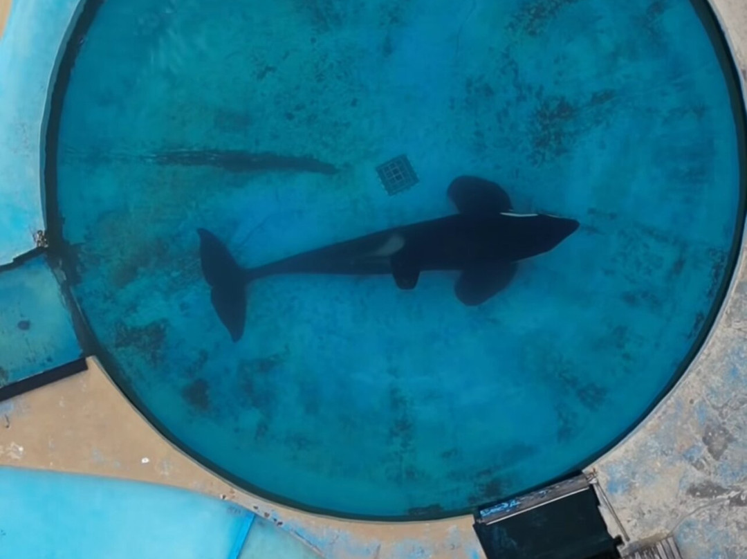 Mundo Marino-圣克莱门特雷图尤必去景点